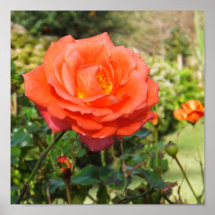 Affiche de la Rose rouge