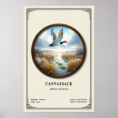 Affiche de la série de zoologie Canvasback (Devant)