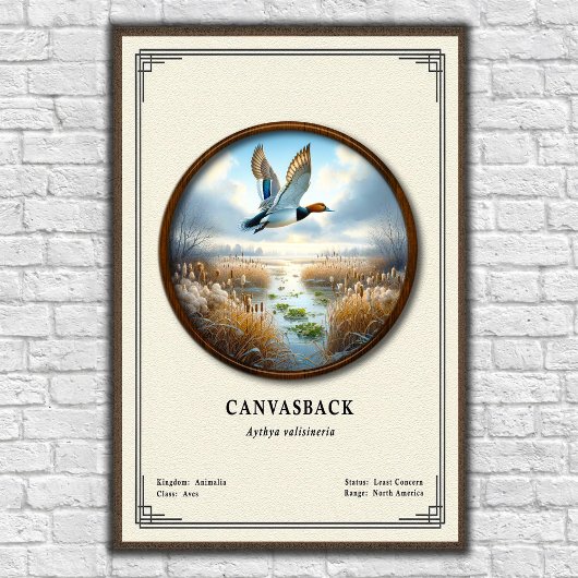 Affiche de la série de zoologie Canvasback
