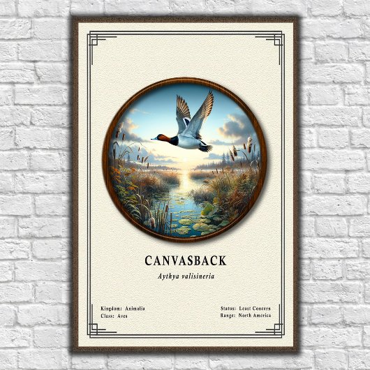 Affiche de la série de zoologie Canvasback