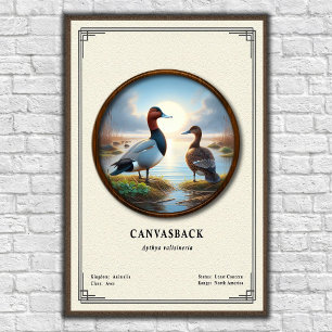 Affiche de la série de zoologie Canvasback