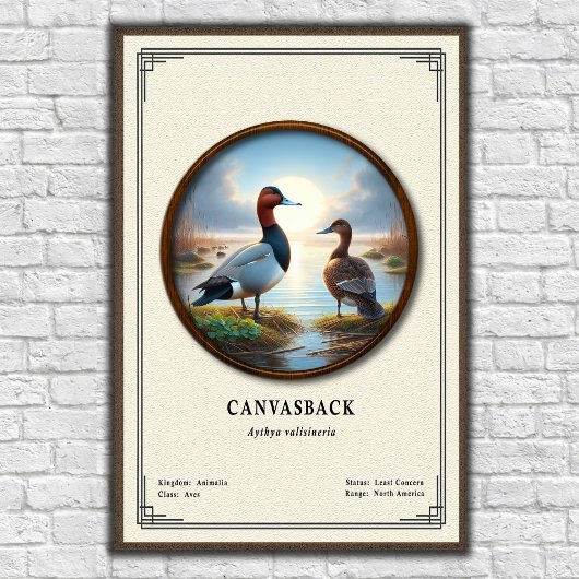 Affiche de la série de zoologie Canvasback