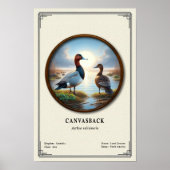 Affiche de la série de zoologie Canvasback (Devant)