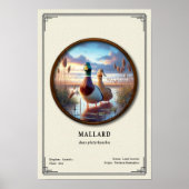 Affiche de la série de zoologie du colvert (Devant)