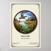 Affiche de la série de zoologie du colvert (Devant)