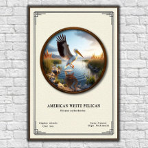 Affiche de la série de zoologie du Pélican blanc d