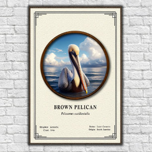 Affiche de la série de zoologie du Pélican brun