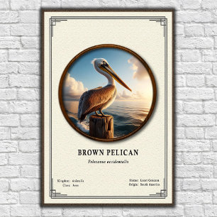 Affiche de la série de zoologie du Pélican brun
