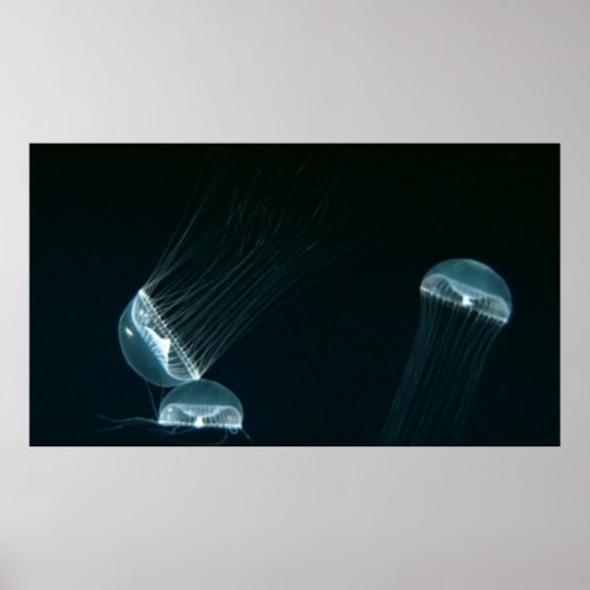 Affiche de la Wildlife 133 (Devant)