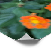 Affiche de Lantana (Coin)