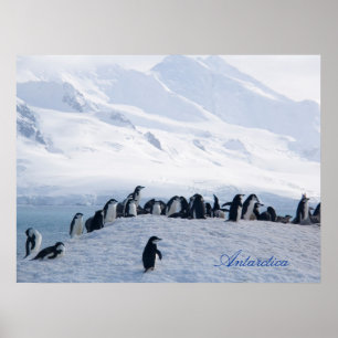 Affiche de l'Antarctique