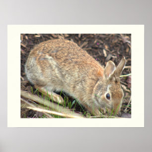 Affiche de lapin Bunny