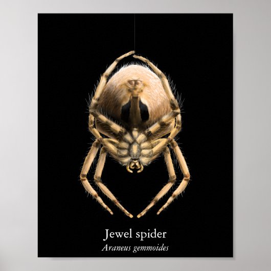 Affiche de l'araignée joyau (semi-brillant) (Devant)