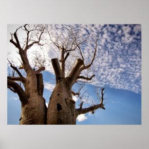 AFFICHE DE L'ARBRE BOAB