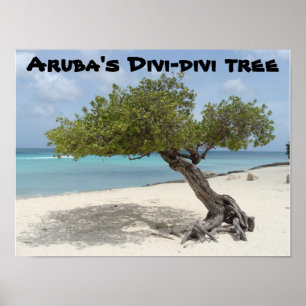 Affiche de l'arbre Divi-divi d'Aruba