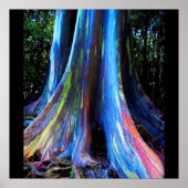 affiche de l'ARBRE EUCALYPTUS RAINBOW HAWAII (Devant)