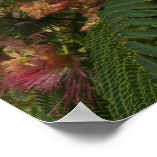 Affiche de l'arbre Mimosa (Coin)