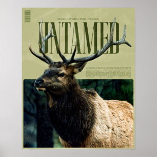 Affiche de l'élan sauvage du Parc national de Banf