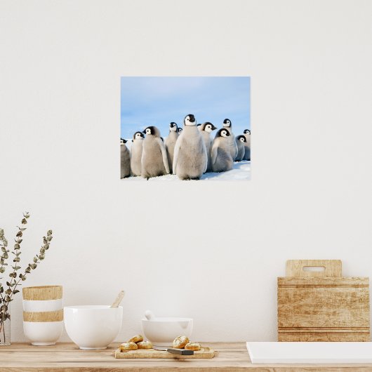 Affiche de l'empereur Penguin Chicks (Cuisine)