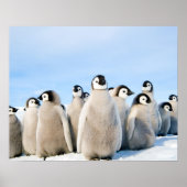 Affiche de l'empereur Penguin Chicks (Devant)