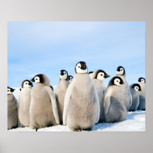 Affiche de l'empereur Penguin Chicks