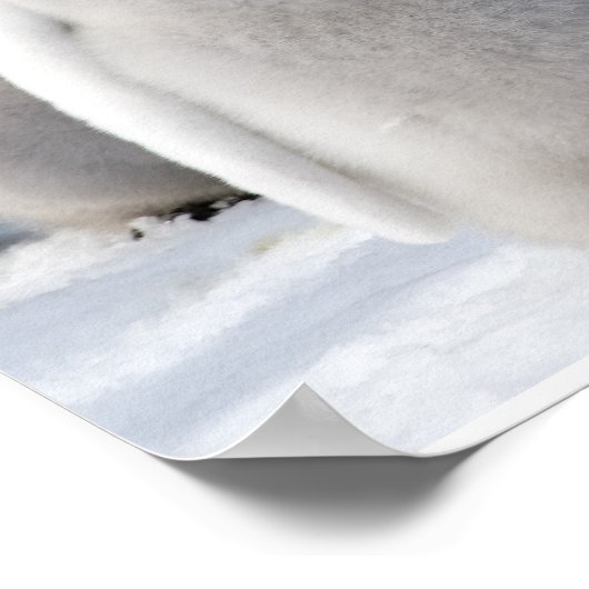 Affiche de l'empereur Penguin Chicks (Coin)