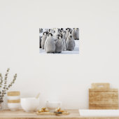 Affiche de l'empereur Penguin Chicks (Cuisine)