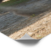 Affiche de l'étalon de l'or tzigane (Coin)