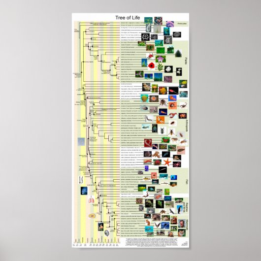 Affiche de l'évolution de l'arbre de vie (Devant)