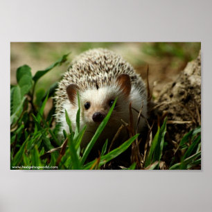 Affiche de l'Explorateur