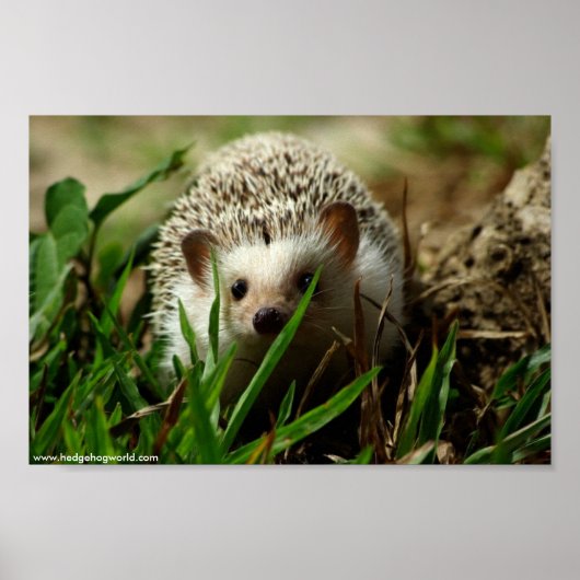 Affiche de l'Explorateur (Devant)