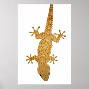 affiche de lézard de gecko