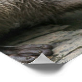 Affiche de l'habitat d'Otter (Coin)