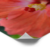 Affiche de l'Hibiscus orange (Coin)