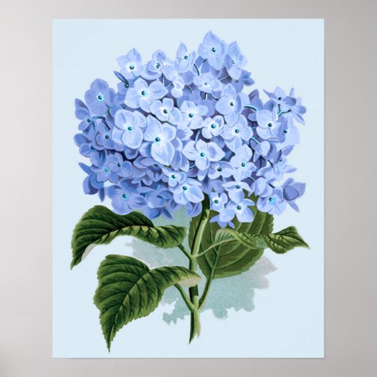Affiche de l'hortensia bleu vintage (Devant)