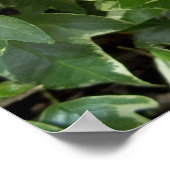 Affiche de lierre (Coin)