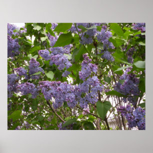 Affiche de lilas