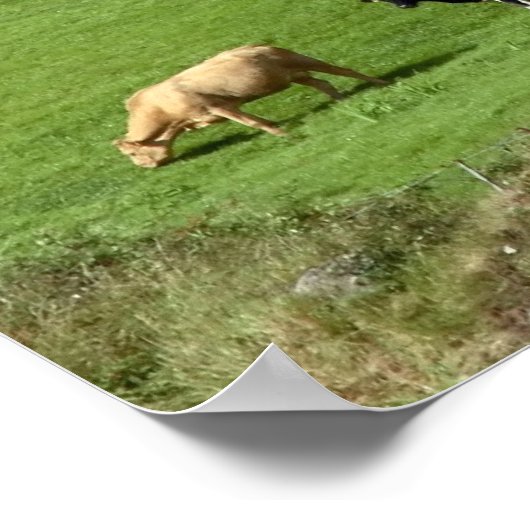 affiche de l'île (Coin)