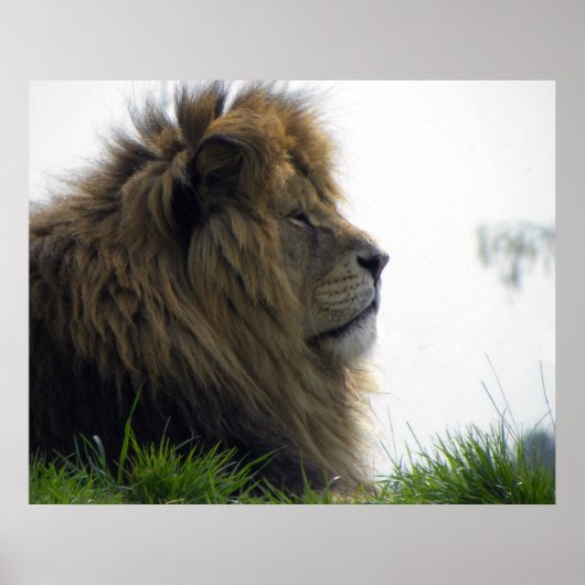 Affiche de Lion avec Belle Crinière (Devant)