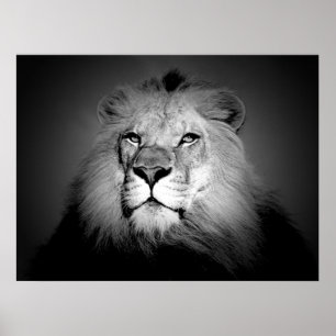 Affiche de lion noir et blanc