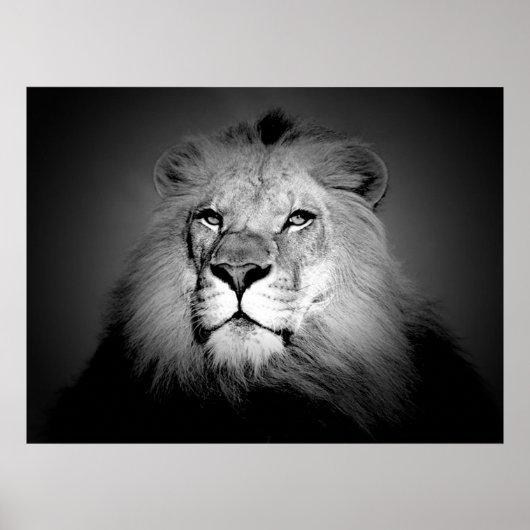Affiche de lion noir et blanc (Devant)