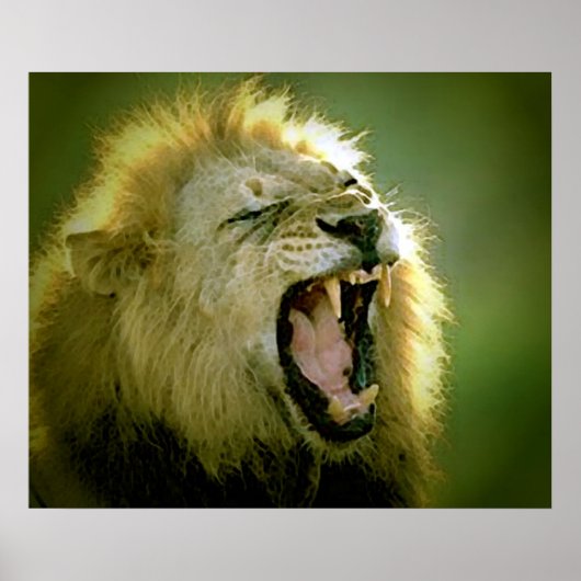 Affiche de lion rugissant (Devant)