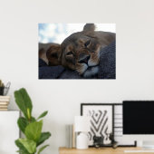 Affiche de lionne (Bureau à domicile)