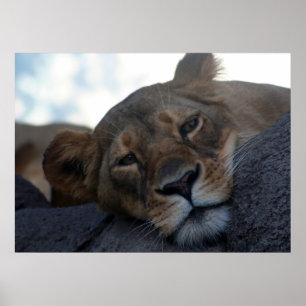 Affiche de lionne