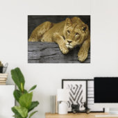 Affiche de lionne (Bureau à domicile)