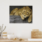 Affiche de lionne (Cuisine)