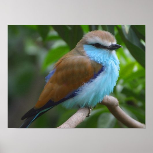 Affiche de l'oiseau à rouleau à queue de raquette (Devant)