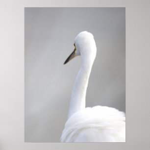 Affiche de l'oiseau aigrette