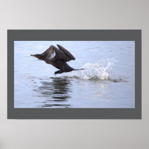 Affiche de l'oiseau cormoran à double crête