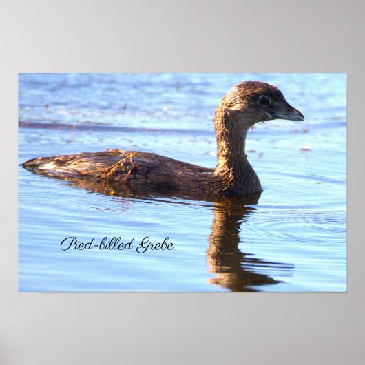 Affiche de l'oiseau Grèbe à bec bigarré (Devant)